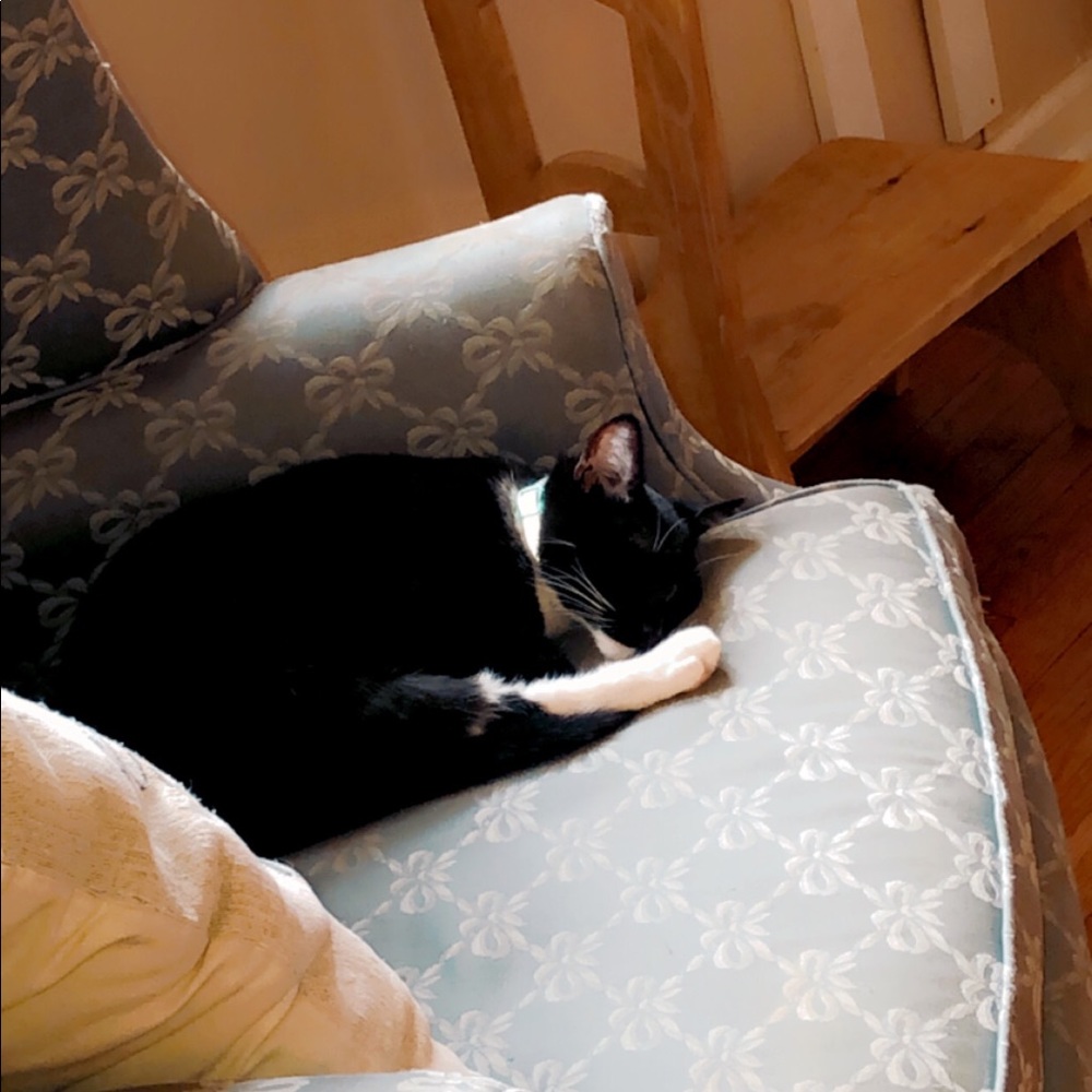 Meet your Posher, Shelby